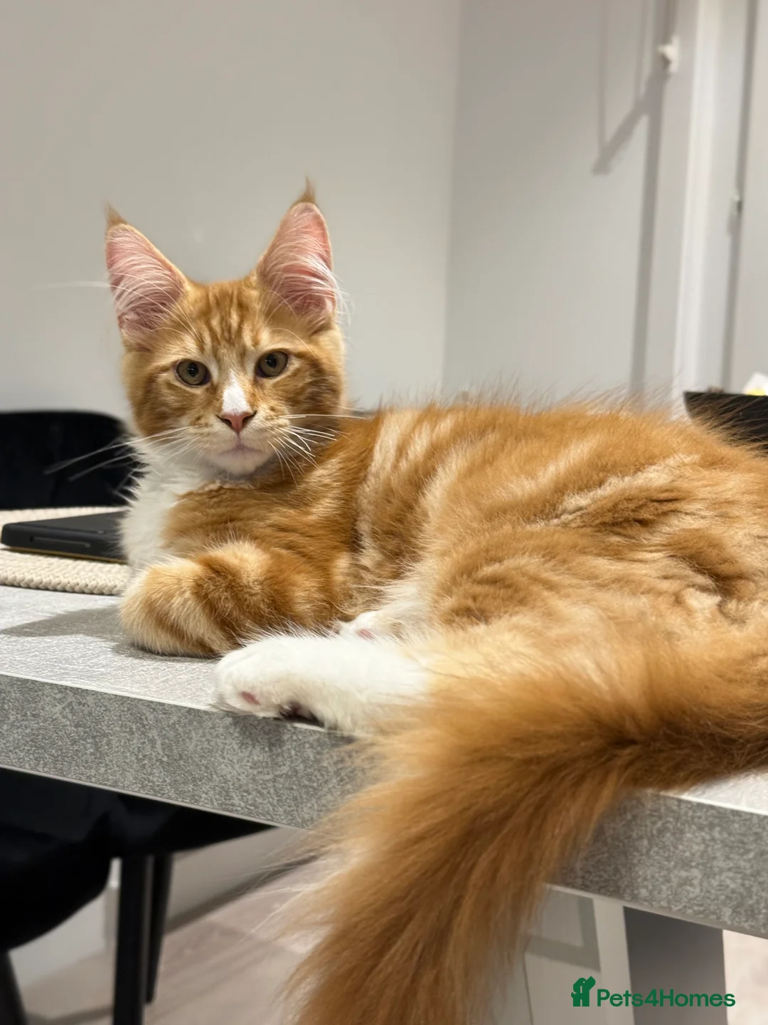 Maine Coon cats for sale: Maine coon ginger boy - Advert 9