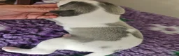 Whippet dogs for sale: Outstanding kc whippet - Advert 16