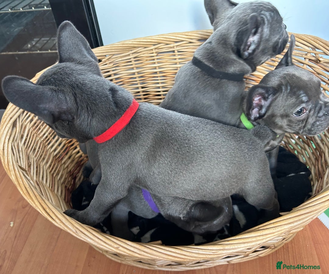 French Bulldog dogs for sale: Solid Blue French Bulldog  - Image 24