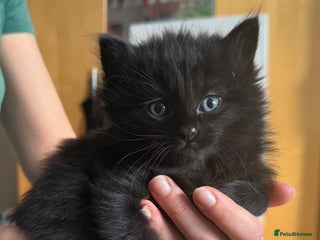 Mixed Breed cats - Advert 6