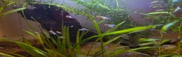 Platies fish for sale: Baby Southern Platy (blue) - Advert 2
