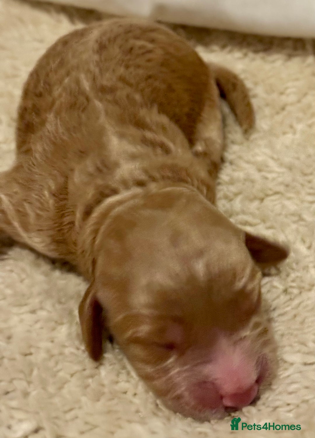 Cockapoo dogs for sale: F1 show type cockapoo puppies  - Advert 12