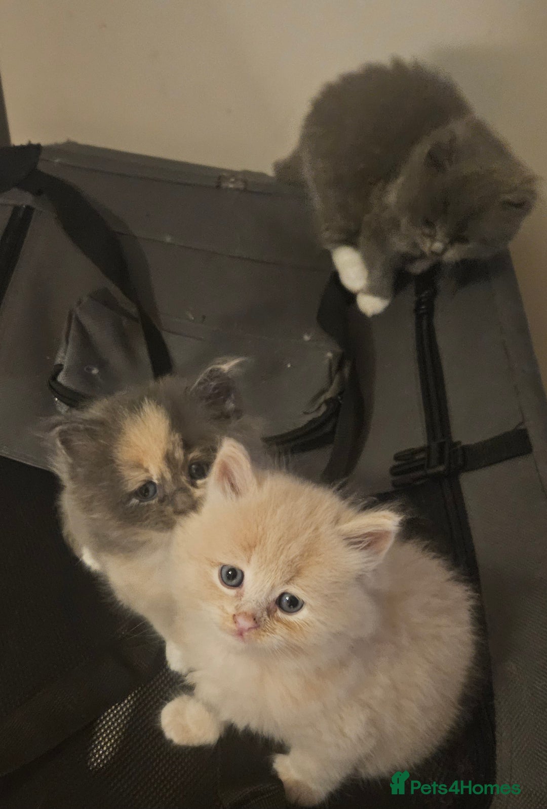 Mixed Breed cats for sale: Beautiful fluffy kitten  - Advert 14