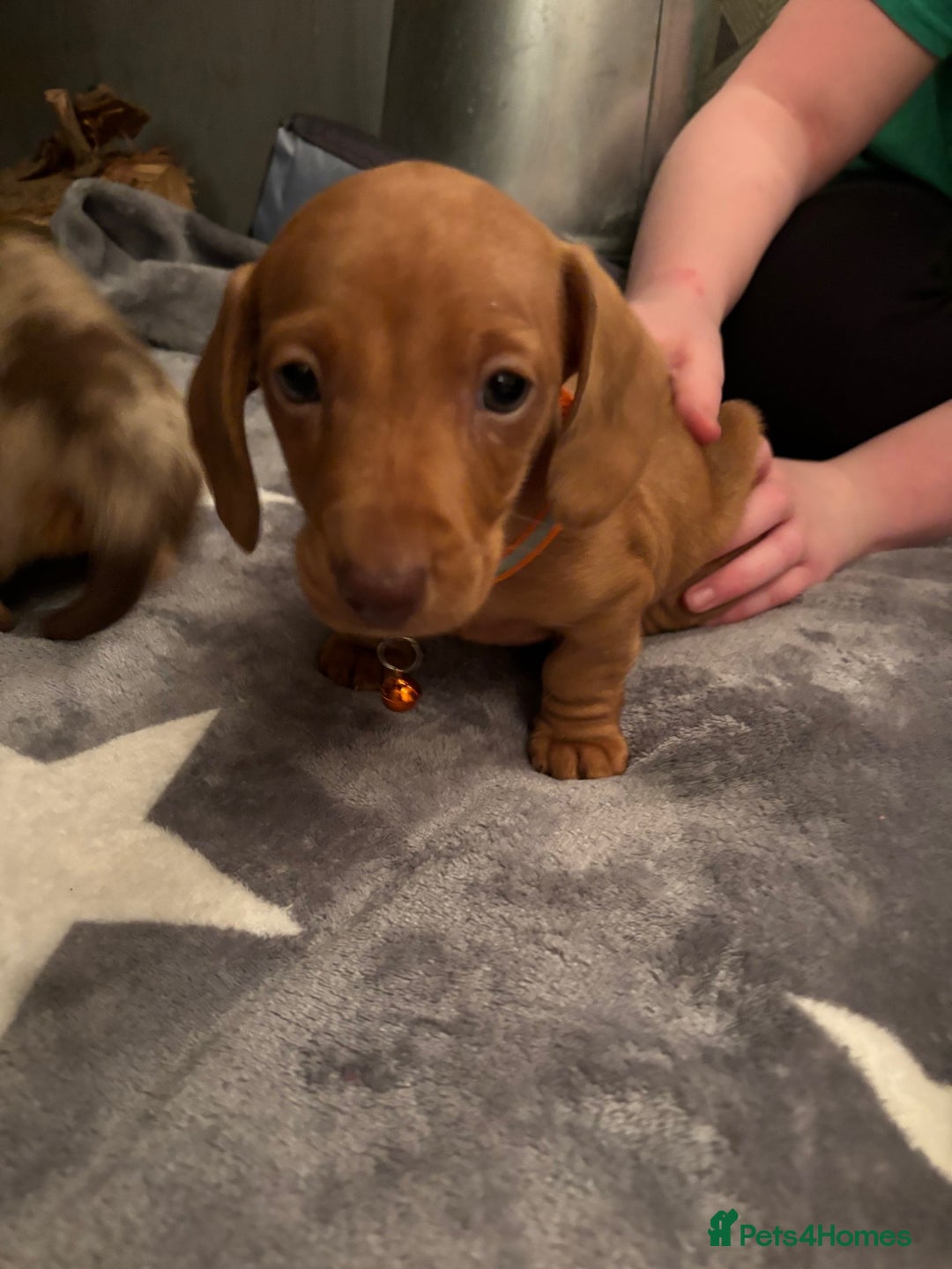 Miniature Dachshund dogs for sale: Full of fun Miniature Dachshunds  - Advert 7