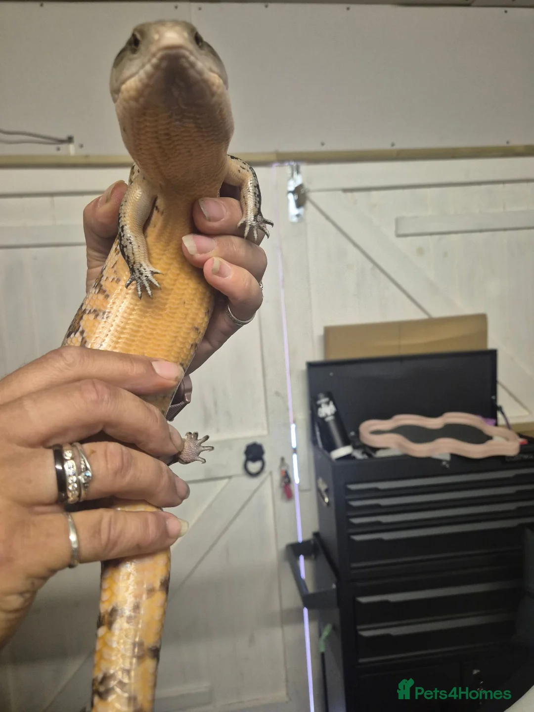 Skink reptiles for sale: Blue tongued skink  - Advert 4