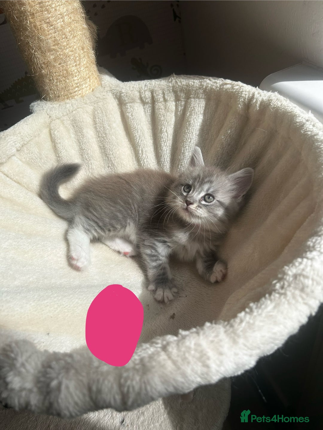 Maine Coon cats for sale: Mainecoon - Image 7