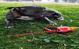 Staffordshire Bull Terrier dogs for sale: Blue Staffordshire Bull Terrier - Image 8