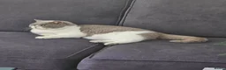 British Shorthair cats for sale: 🐾 Beautiful British Shorthair Kittens 🐾 - Advert 21