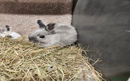 Netherland Dwarf rabbits for sale: Pure Bred Netherland Dwarfs - Image 8