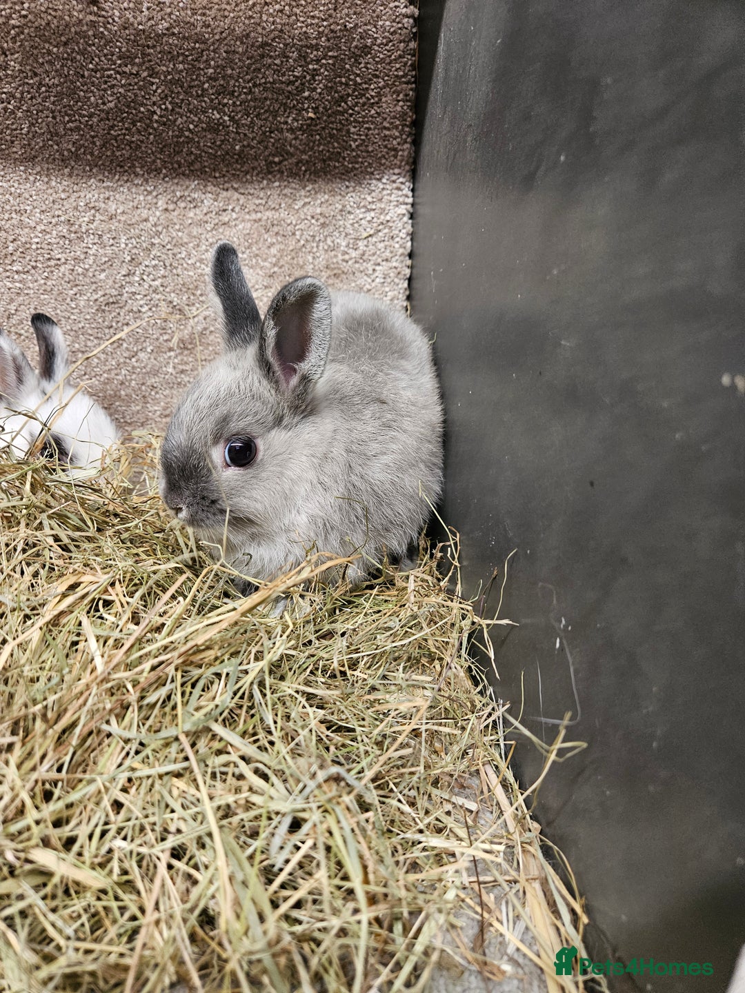 Netherland Dwarf rabbits for sale: Pure Bred Netherland Dwarfs - Image 8
