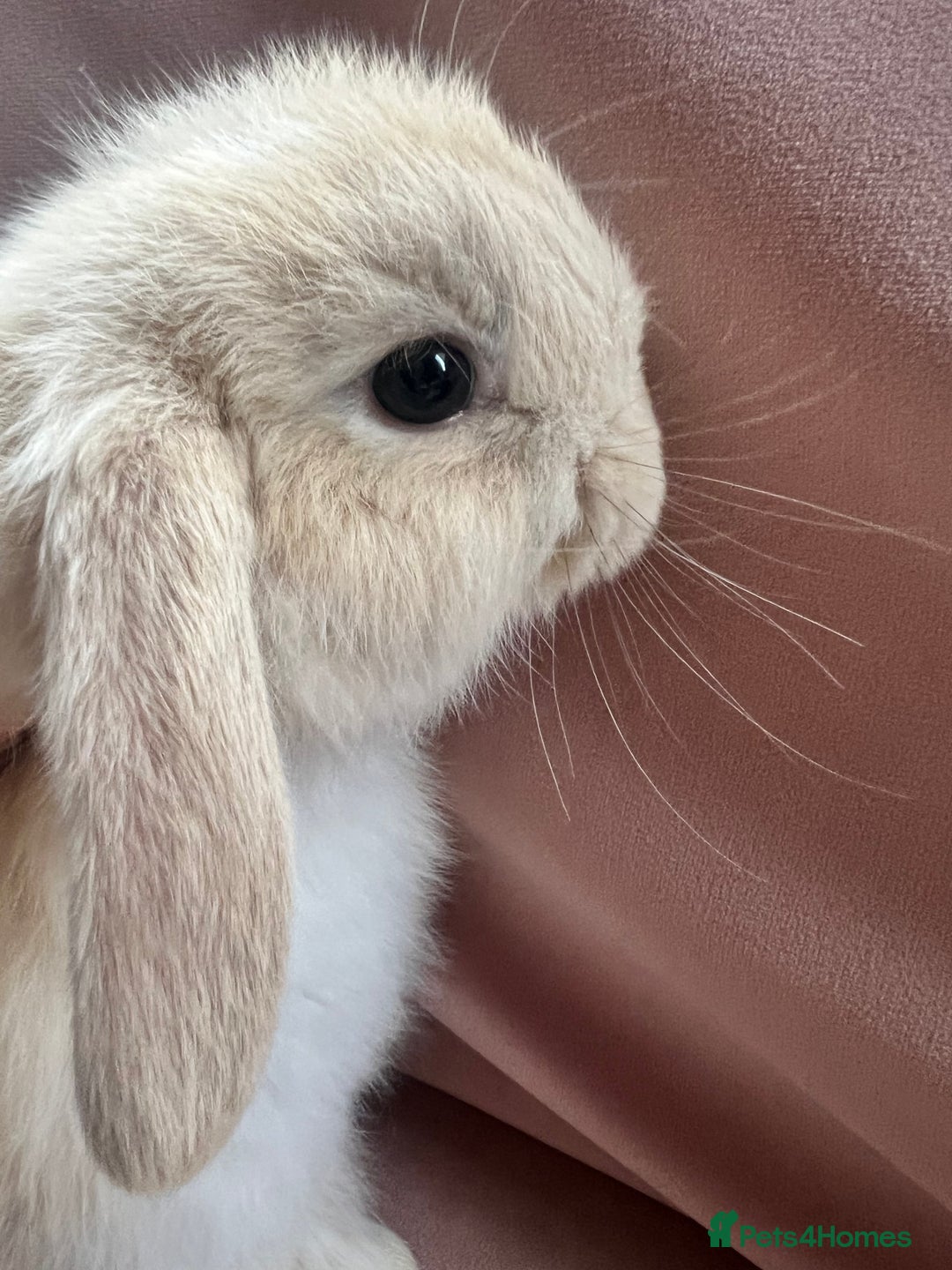 Mini Lop rabbits for sale: Gorgeous baby Mini Lops  - Advert 4