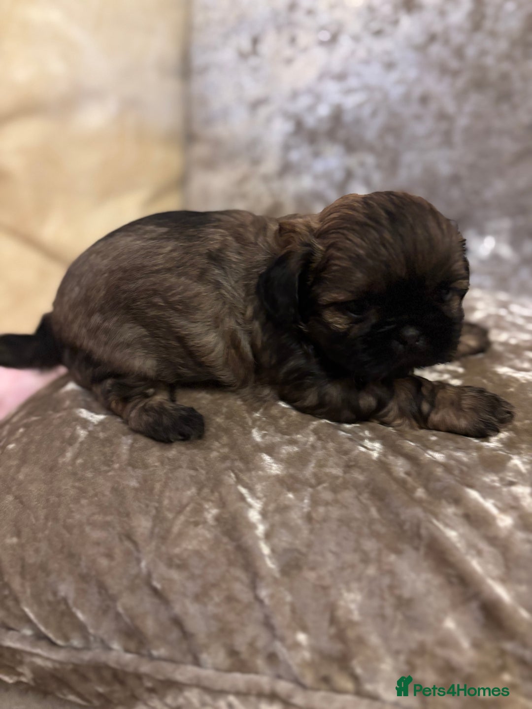 Shih Tzu dogs for sale: Shih Tzu puppies - Image 10