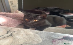 British Shorthair cats for sale: British shorthair boys  - Image 4
