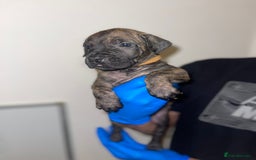 Presa Canario dogs for sale: Presa Canario Puppies for Sale - Image 5