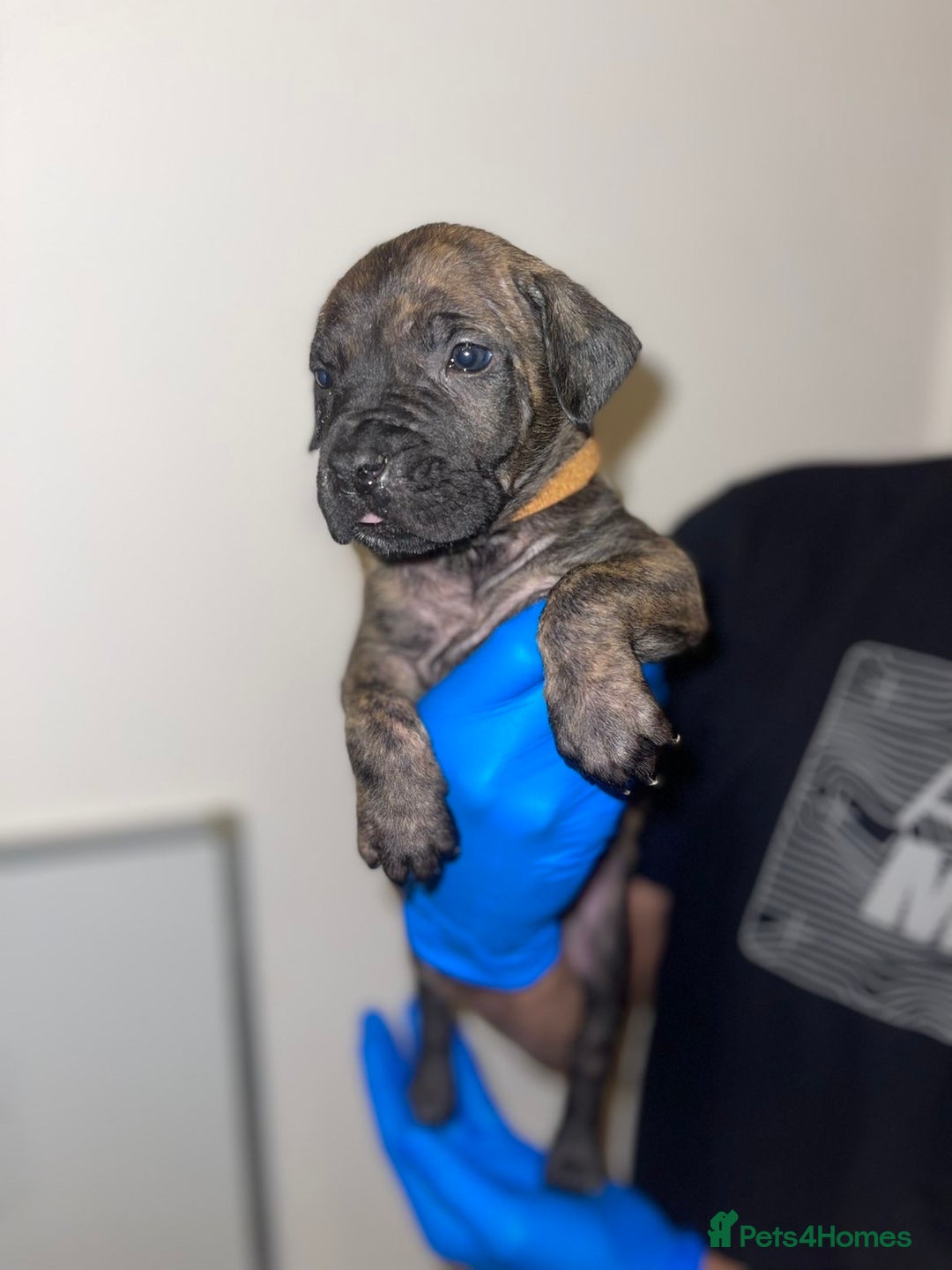Presa Canario dogs for sale: Presa Canario Puppies for Sale - Image 5