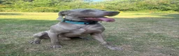 Weimaraner dogs for stud: ‘Jake’ handsom, friendly Stud KC reg.  in Liverpool - Advert 4