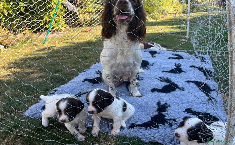 English Springer Spaniel dogs - Advert 2