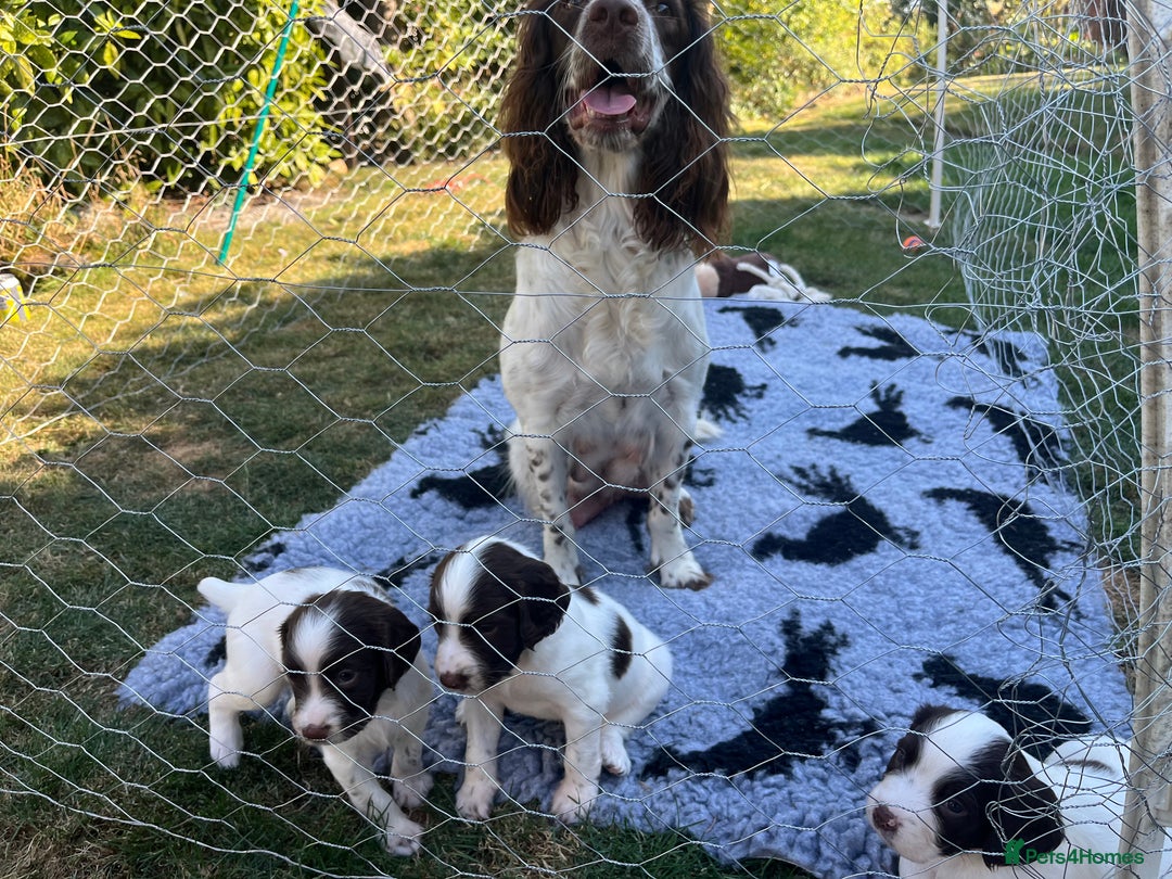 English Springer Spaniel dogs for sale: English Springer Spaniel Pups - Image 1