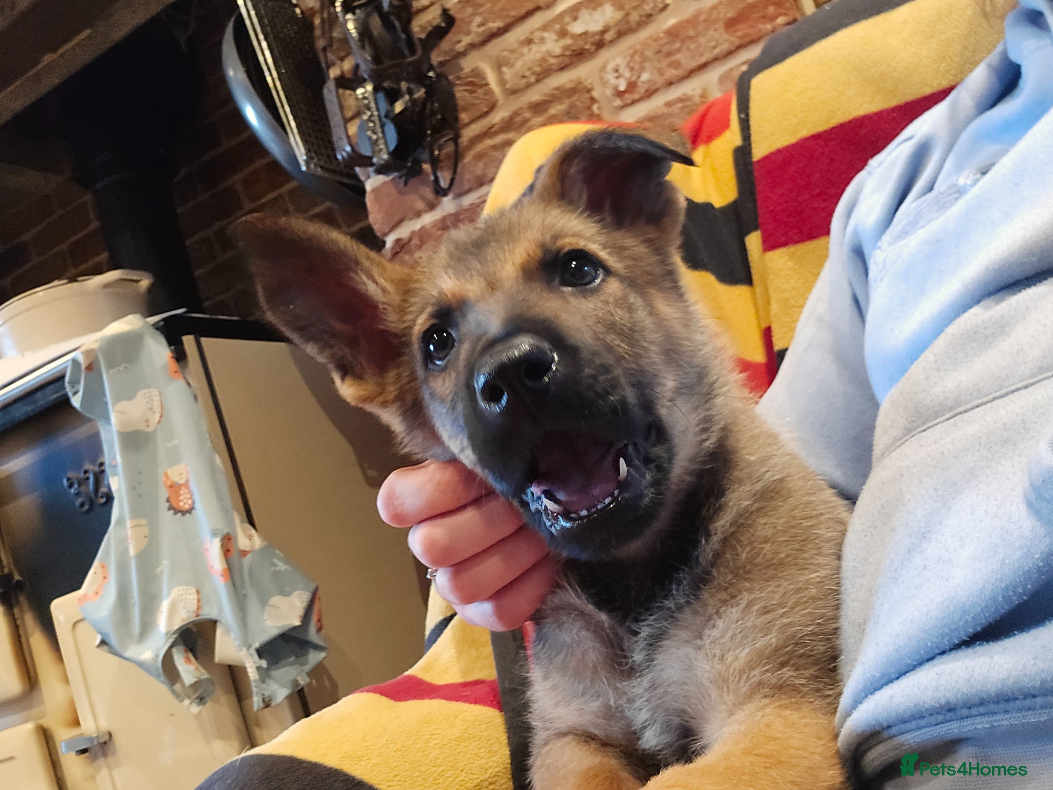 German Shepherd dogs for sale: Shepherd puppy available  - Advert 2