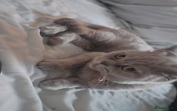 British Shorthair cats for sale: Lilac British Shorthair  - Image 5