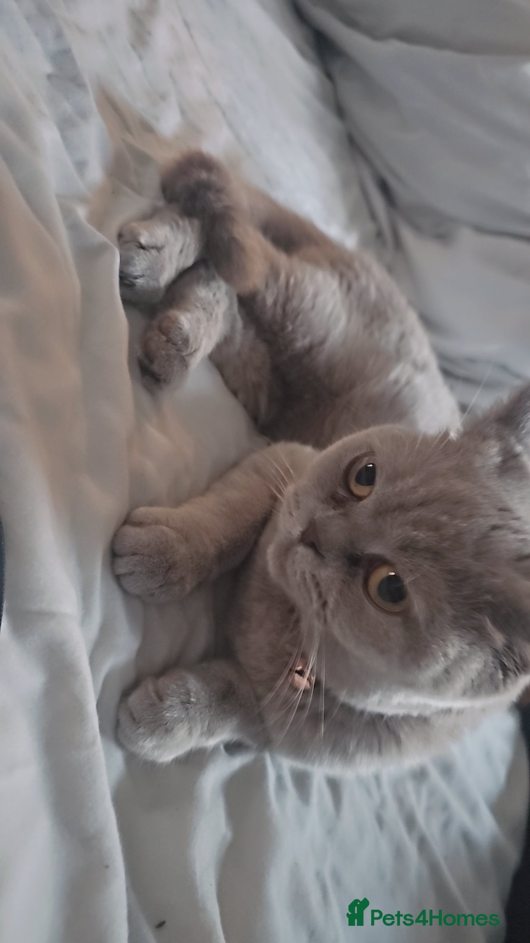 British Shorthair cats for sale: Lilac British Shorthair  - Image 5