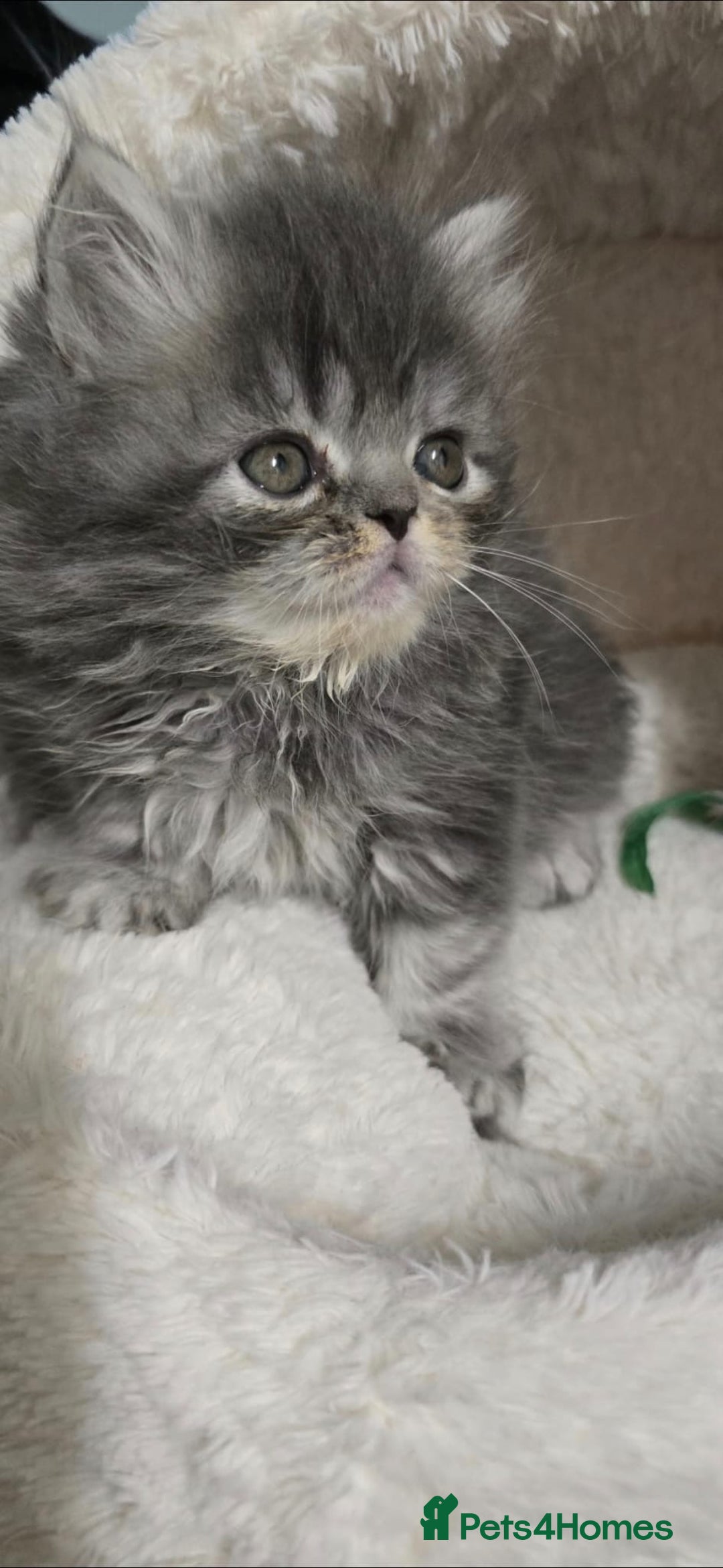 Persian cats for sale: 4 Persian Kittens - Image 10
