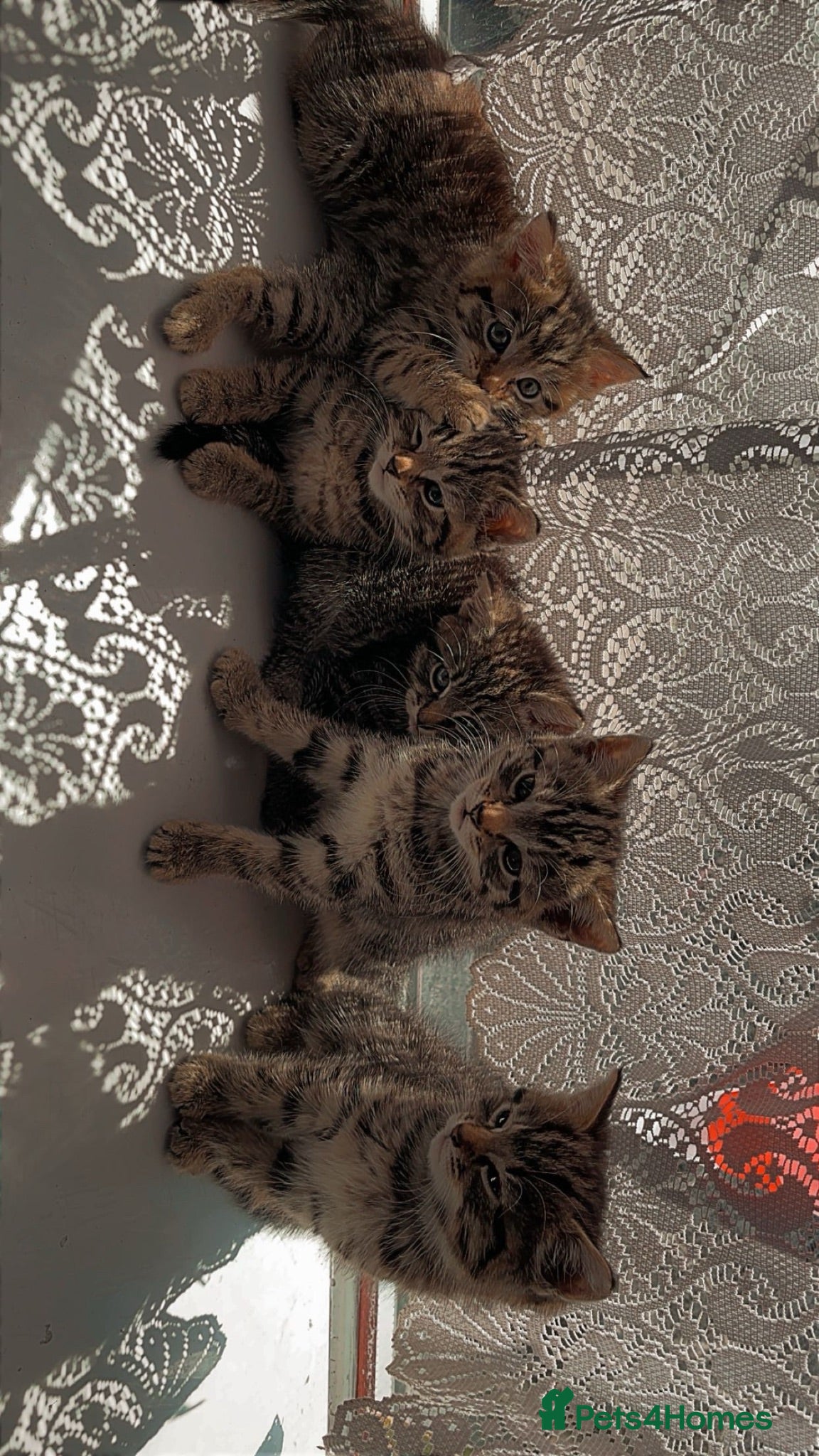 Mixed Breed cats 5 adorable kittens looking for their forever homes - Advert 5