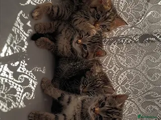 Mixed Breed cats 5 adorable kittens looking for their forever homes - Advert 1