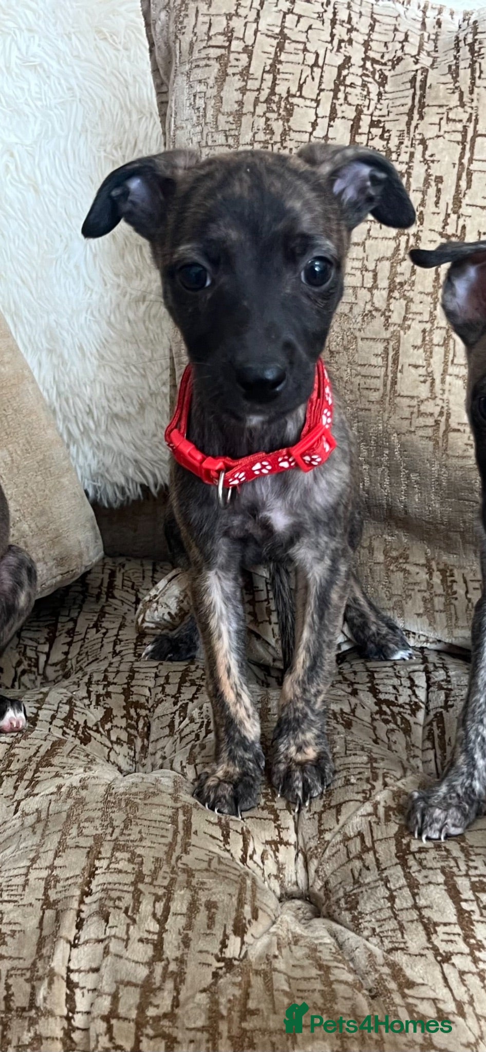 Whippet dogs 1 whippet girl left and ready to go!❤️ - Advert 4