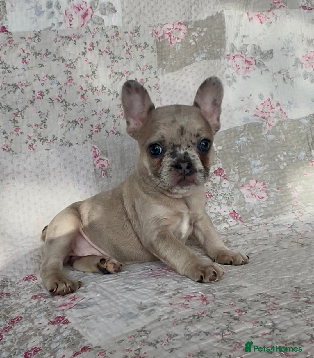 French Bulldog dogs for sale: Outstanding Frenchie Babies  - Advert 2