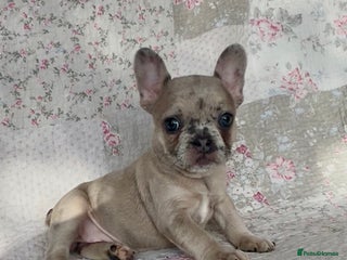 French Bulldog dogs Outstanding Frenchie Babies - Advert 5