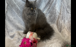 Persian cats for sale: Gentle natured blue Persian kitten (f) - Image 1