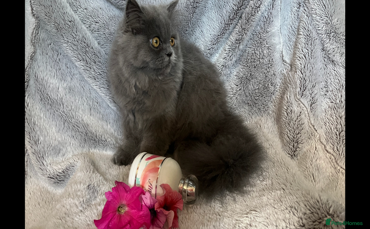 Persian cats - Advert 14
