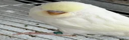Budgerigars birds for sale: Budgies - Advert 7