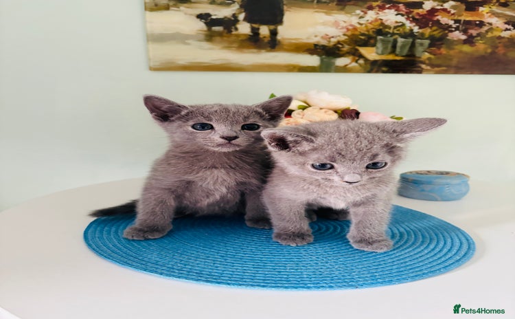 Russian Blue cats - Advert 4