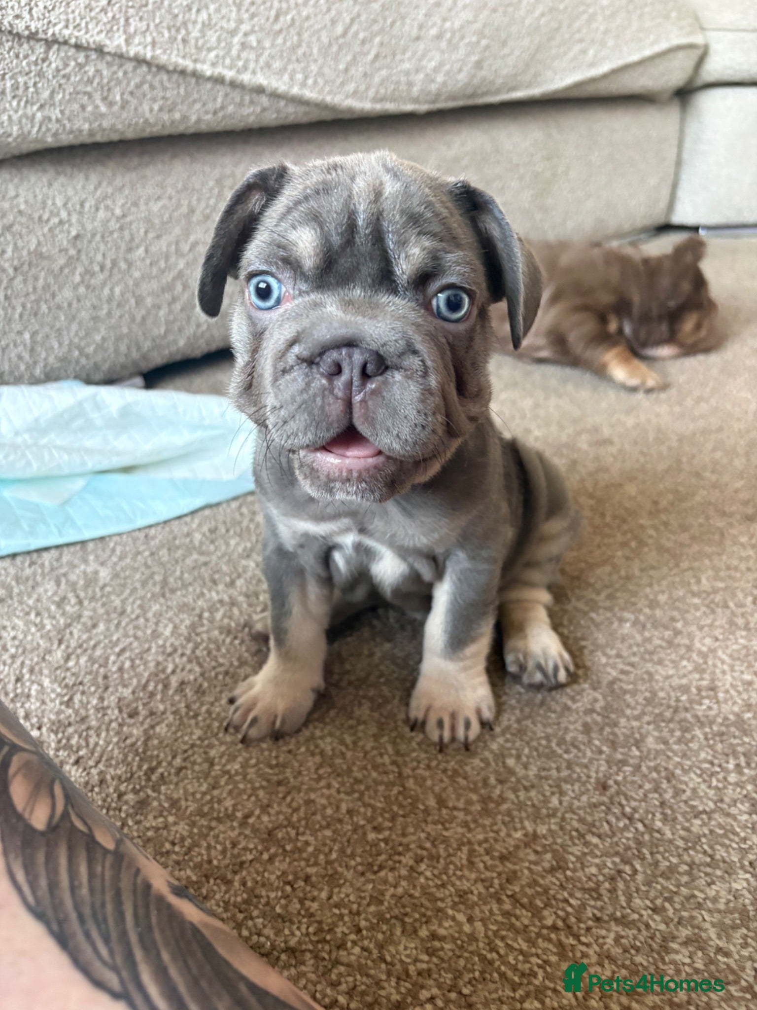 French Bulldog dogs ❤️READY TO LEAVE French-bulldog puppies ❤️ - Advert 1