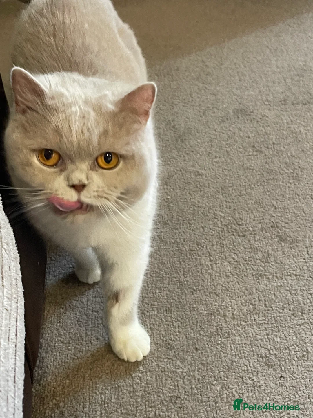 British Shorthair cats for sale: British Shorthair female - Advert 1