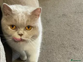 British Shorthair cats British Shorthair female - Advert 2