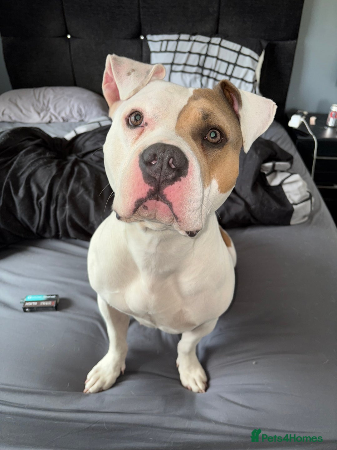 Mixed Breed dogs for sale: Looking to Rehome My Beautiful Girl, Lola - 2 yrs - Image 7