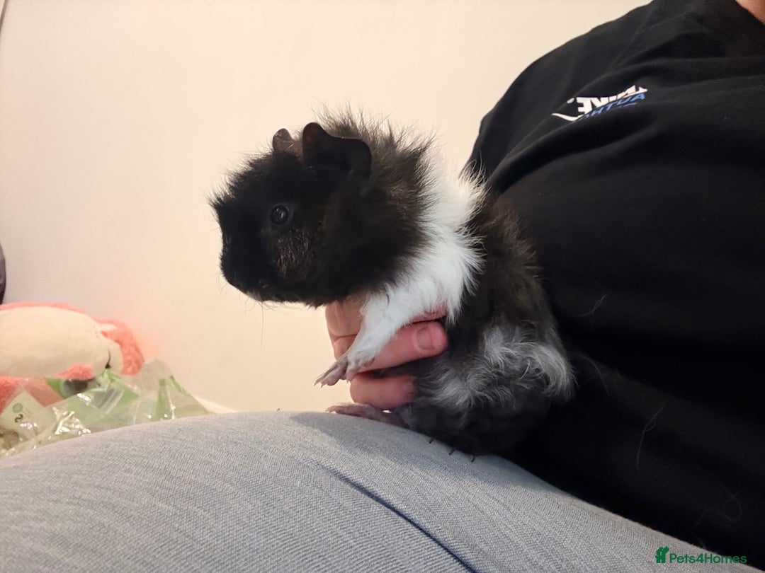 Guinea Pig rodents for sale: Male Guinea pigs  - Advert 3