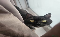 Mixed Breed cats for sale: Maine Coon X British Shorthair - Advert 5