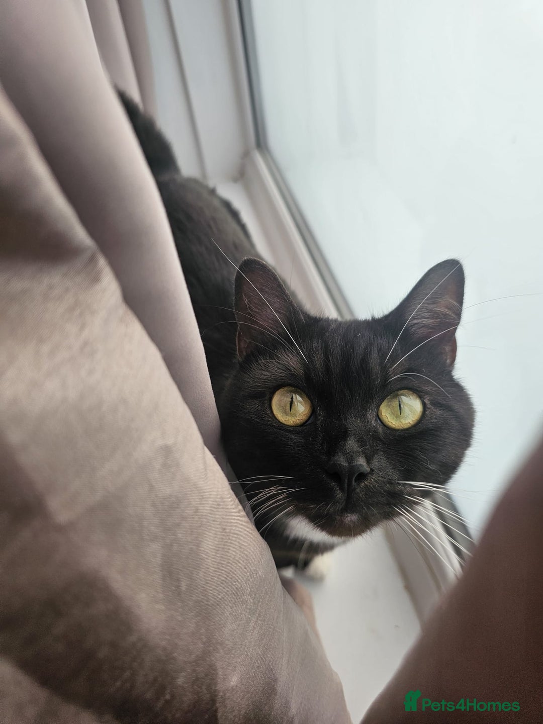 Mixed Breed cats for sale: Maine Coon X British Shorthair - Advert 5