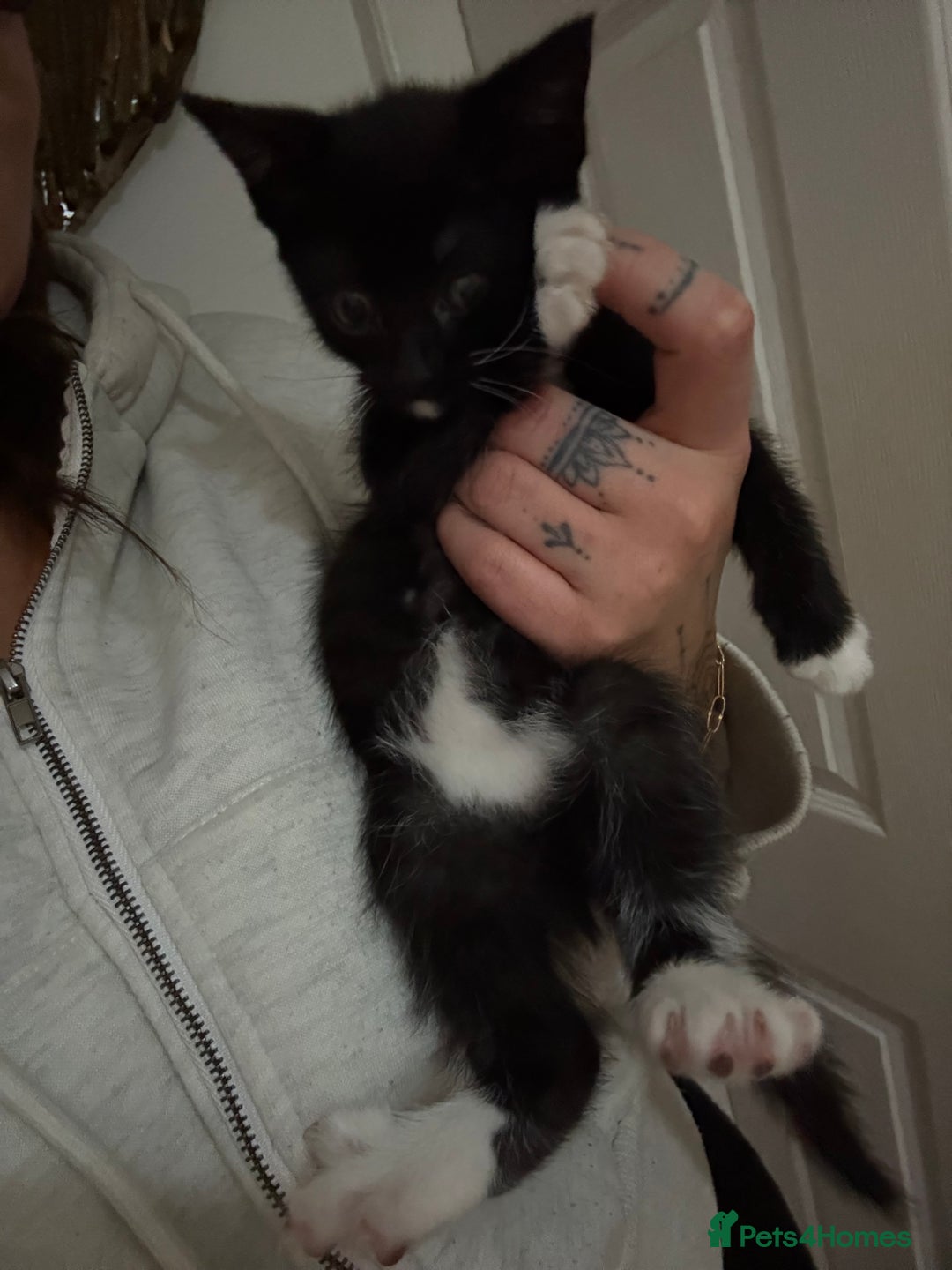 Mixed Breed cats for sale: 3 kittens for Sale  - Advert 2