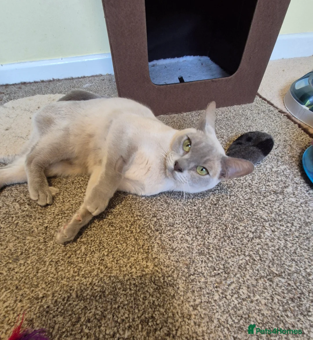 Burmese cats for sale:  Pedigree Brown Burmese Kittens - Advert 18