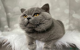 British Shorthair cats for stud: 👑🏆 CHAMPION BRED PROVEN  BLUE STUD 👑🏆  in Derby - Image 7