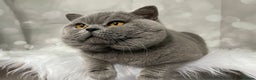 British Shorthair cats for stud: 👑🏆 CHAMPION BRED PROVEN  BLUE STUD 👑🏆  in Derby - Advert 7