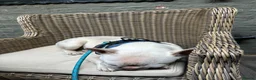 French Bulldog dogs for sale: White French bulldog in Middlesbrough - Advert 3