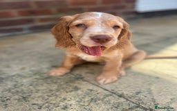 Cocker Spaniel dogs for sale: ONE LEFT - Ready to go - Beautiful Family-Raised - Image 9