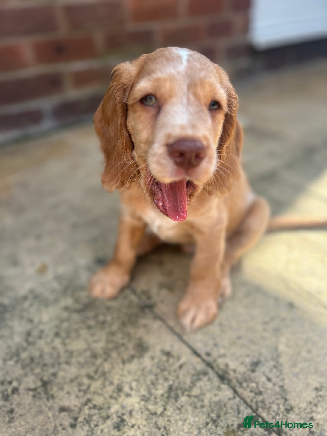 Cocker Spaniel dogs for sale: ONE LEFT - Ready to go - Beautiful Family-Raised - Image 9