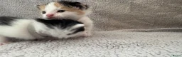 British Longhair cats for sale: Kittens  in Haltwhistle - Advert 16